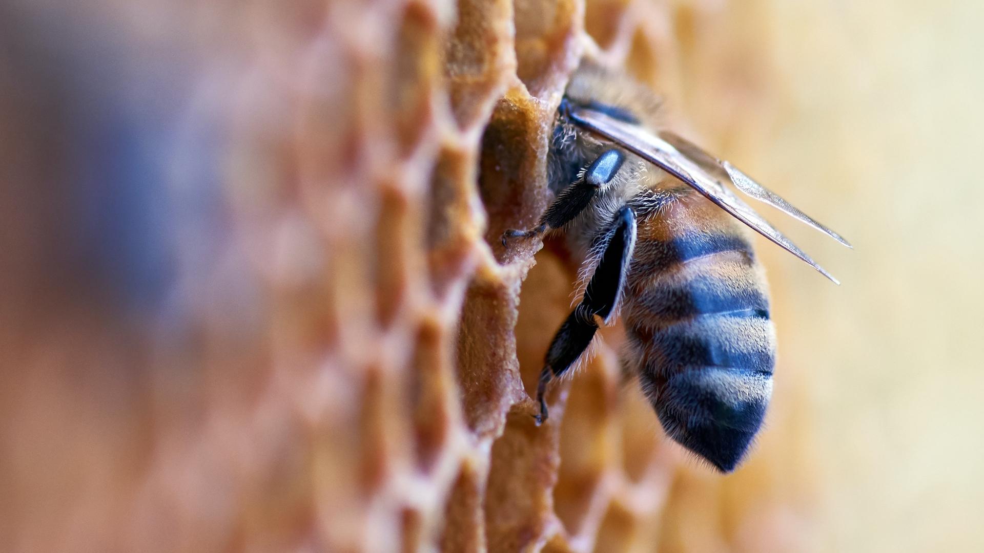 Eine Biene kriecht in eine Wabe