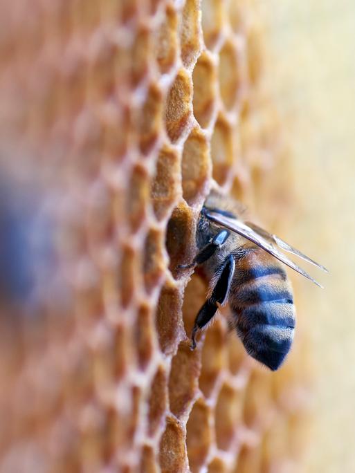 Eine Biene kriecht in eine Wabe