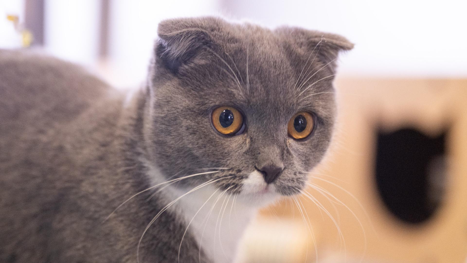 Die braune Katze blickt in die Kamera.