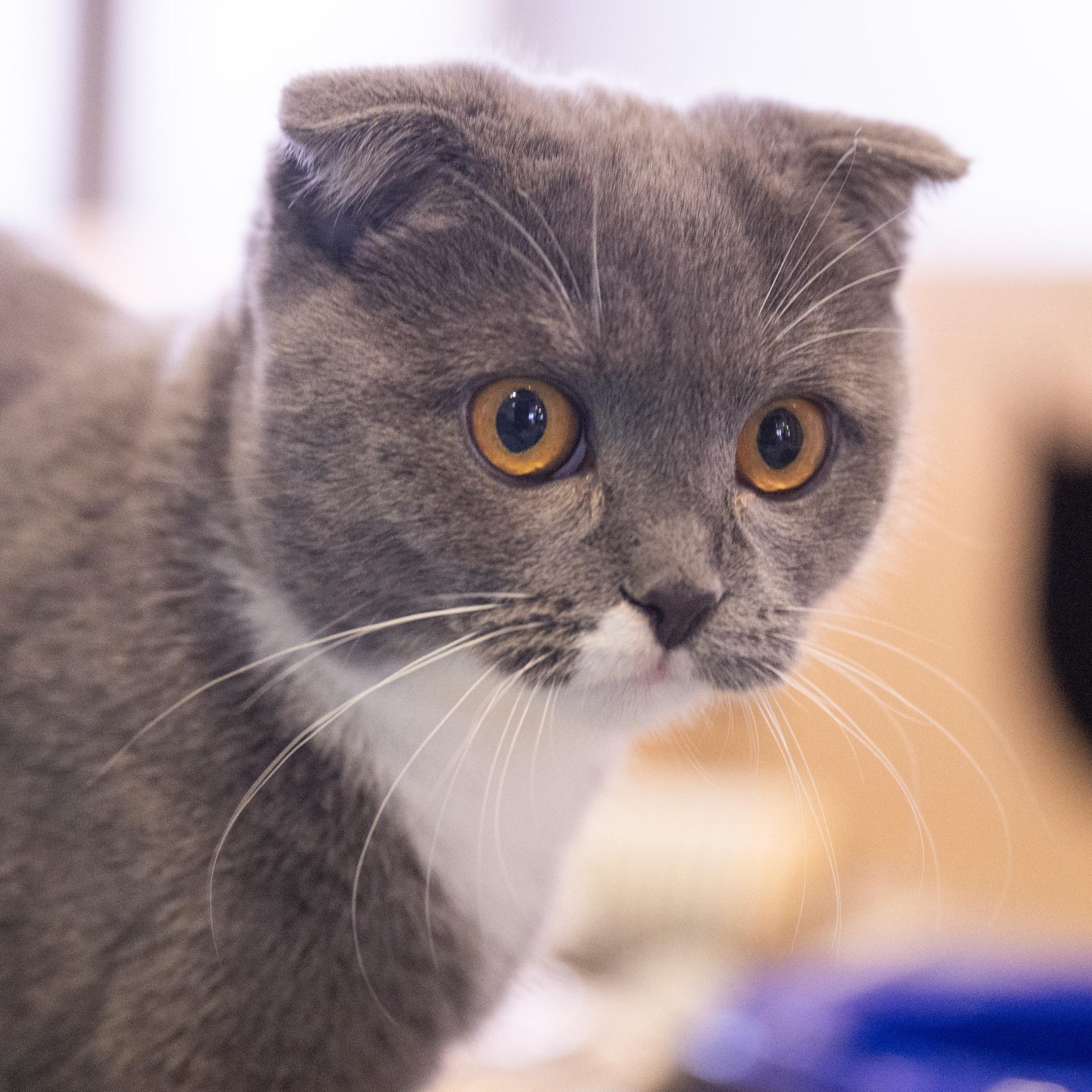 Straßburg - EU-Parlament stimmt über Regeln zum Schutz von Hunden und Katzen ab