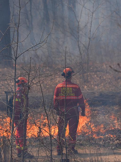 Zwei Mitarbeiter der kanadischen Behörden bei einem kontrollierten, präventiven Feuer, bei dem nahe am Boden trockenes Laub und Zweige verbrannt werden, ohne die größeren Bäume zu schädigen