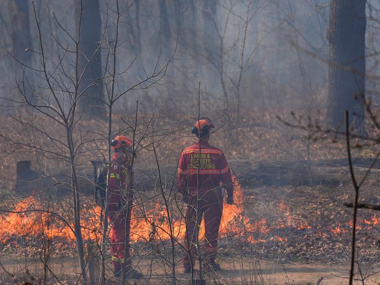 Zwei Mitarbeiter der kanadischen Behörden bei einem kontrollierten, präventiven Feuer, bei dem nahe am Boden trockenes Laub und Zweige verbrannt werden, ohne die größeren Bäume zu schädigen