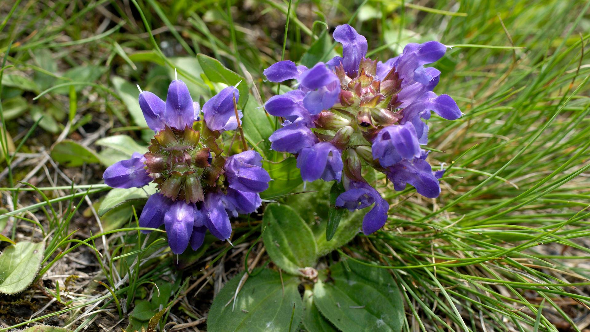 Eine Kleine Braunelle mit zwei blau-violetten Blütenstauden steht auf einer Grasfläche