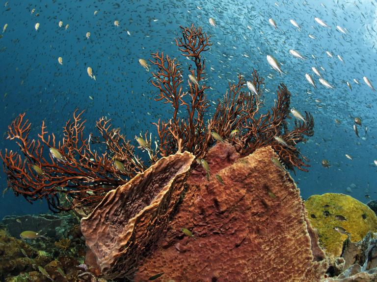 Brauner Fassschwamm an Korallenriff im Karibischen Meer, Mittelamerika. 