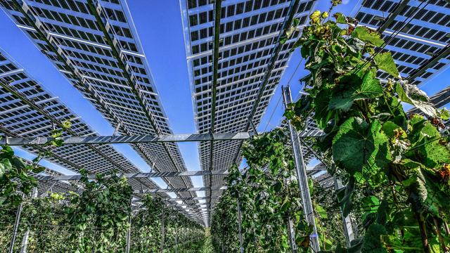 Über Weinstöcken steht eine Photovoltaik-Anlage