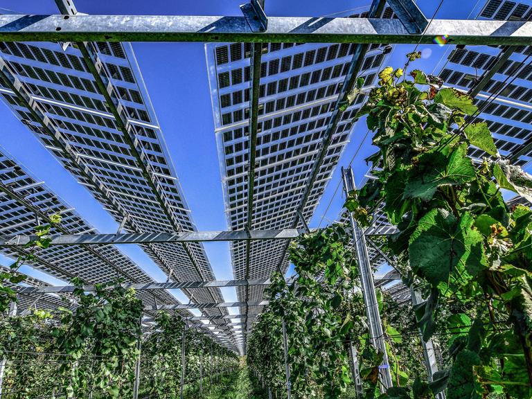 Über Weinstöcken steht eine Photovoltaik-Anlage