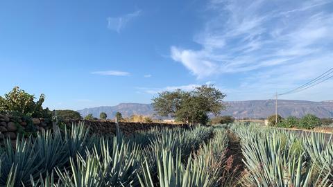 Agavenfeld bei Tequila: Pflanzenbüschel bestehend aus kakteenartig hochragenden grünen geraden Spitzen nebeneinander auf einem Feld vor Berglandschaft im Hintergrund.