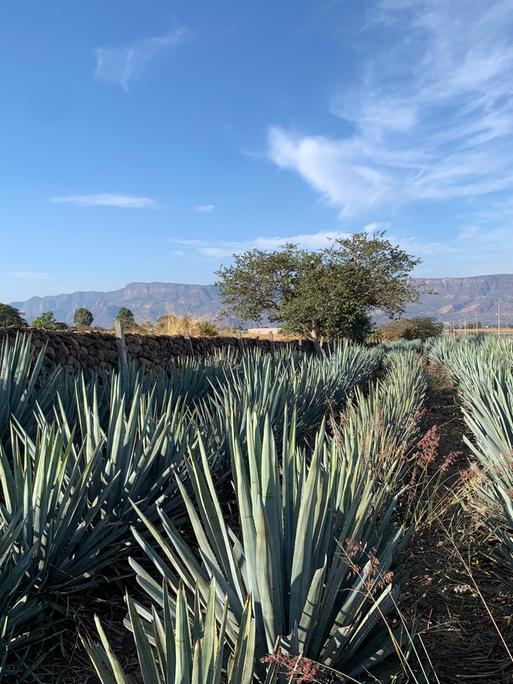 Agavenfeld bei Tequila: Pflanzenbüschel bestehend aus kakteenartig hochragenden grünen geraden Spitzen nebeneinander auf einem Feld vor Berglandschaft im Hintergrund.