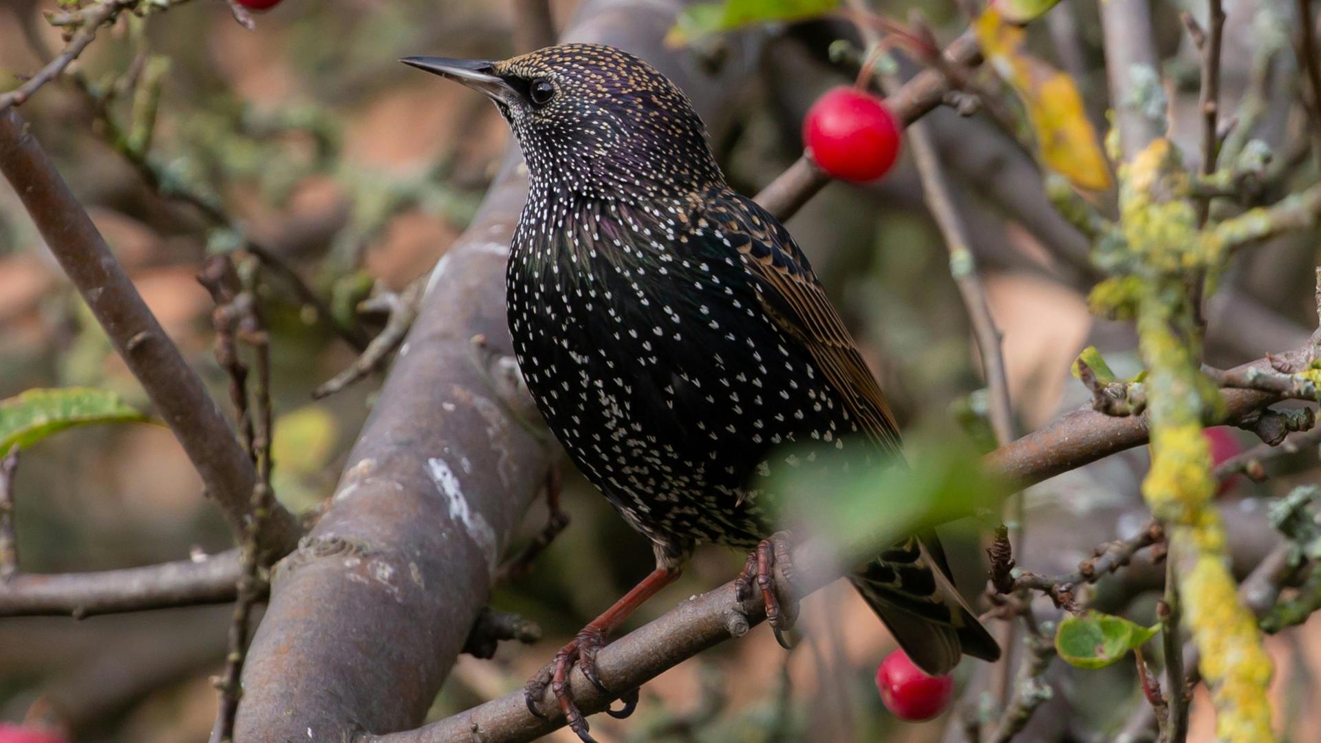 Ein Star mit seinem gepunkteten Federn sitzt in einem Baum, der einige rote Früchte trägt. Ein Star mit seinem gepunkteten Federn sitzt in einem Baum, der einige rote Früchte trägt.