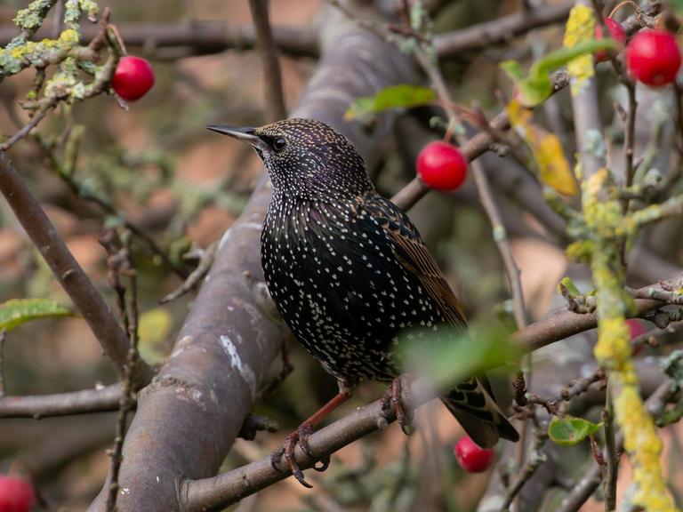 Ein Star mit seinem gepunkteten Federn sitzt in einem Baum, der einige rote Früchte trägt.
