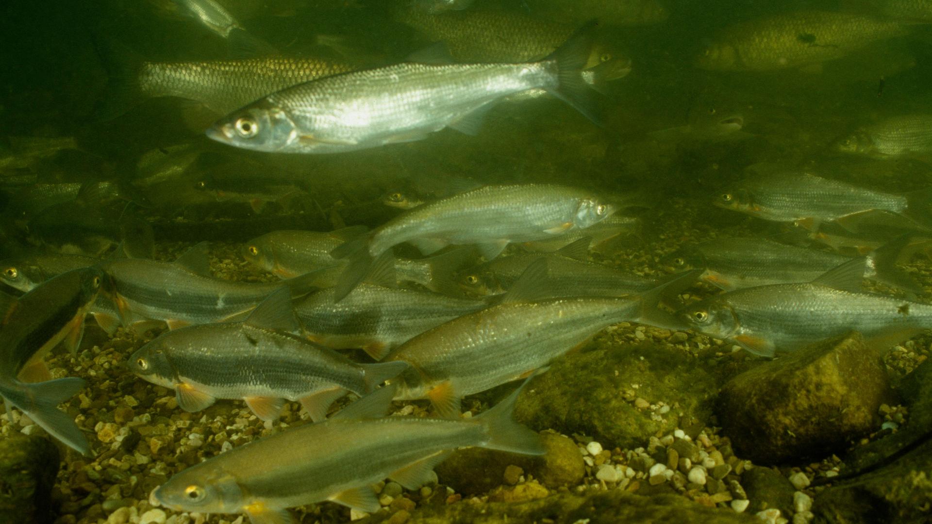 Ein Fischschwarm der Art Zährte beim Ablaichen im österreichischen Mondsee Ein Fischschwarm der Art Zährte beim Ablaichen im österreichischen Mondsee