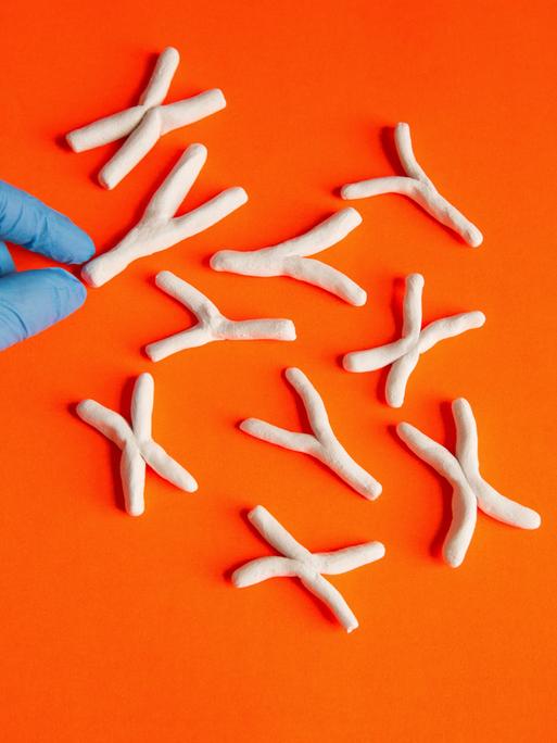 Ein Hand im blauen Handschuh legt Y uznd X zurecht - in Anspielung auf die beiden Chromosomen (Symbolbild)