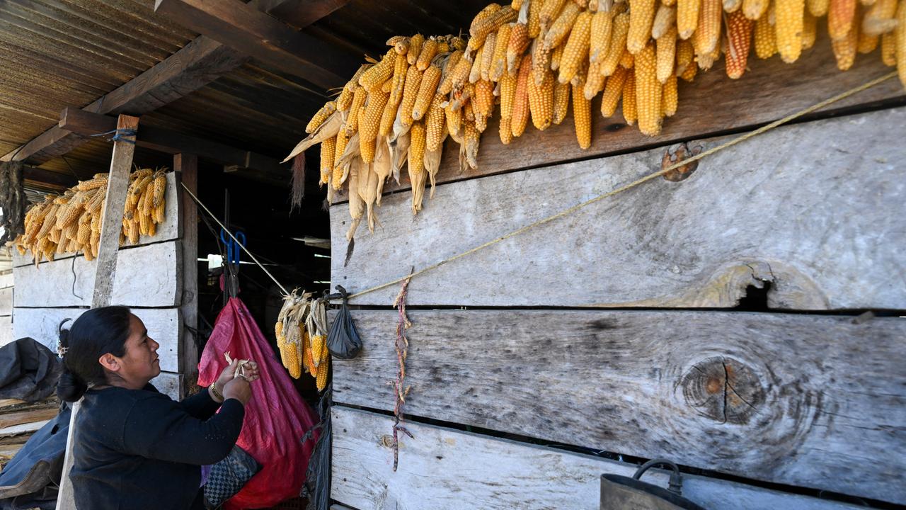 Eine Guatemaltekin steht an einer Holzfassade, an der mehrere Maiskolben aufgehangen sind. Eine Guatemaltekin steht an einer Holzfassade, an der mehrere Maiskolben aufgehangen sind.