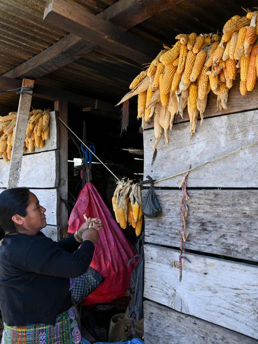Eine Guatemaltekin steht an einer Holzfassade, an der mehrere Maiskolben aufgehangen sind. Eine Guatemaltekin steht an einer Holzfassade, an der mehrere Maiskolben aufgehangen sind.