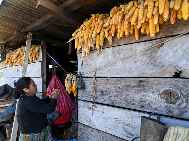 Eine Guatemaltekin steht an einer Holzfassade, an der mehrere Maiskolben aufgehangen sind. Eine Guatemaltekin steht an einer Holzfassade, an der mehrere Maiskolben aufgehangen sind.