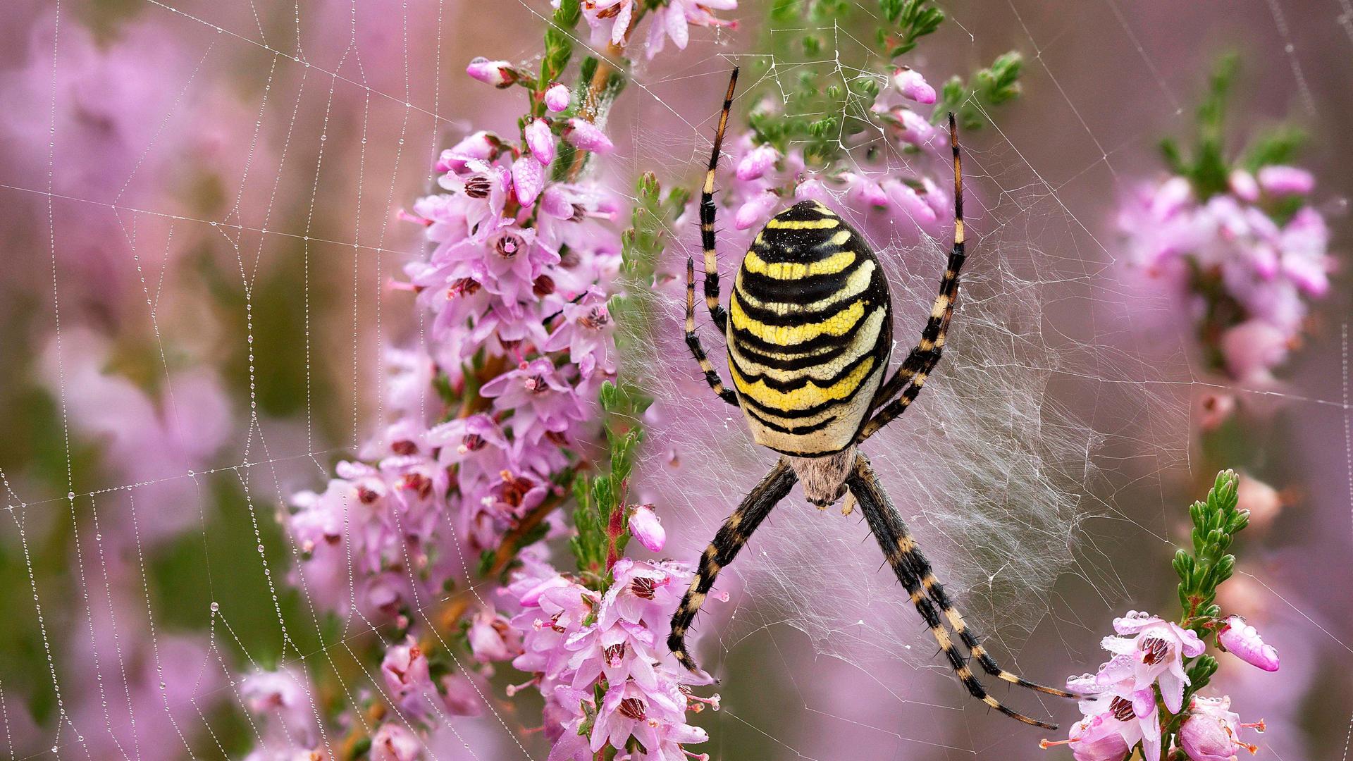 Eine Wespenspinne (Argiope bruennichi), auch Zebraspinne genannt, sitzt in ihrem Fangnetz in der nordrhein-westfälischen Heide. Eine Wespenspinne (Argiope bruennichi), auch Zebraspinne genannt, sitzt in ihrem Fangnetz in der nordrhein-westfälischen Heide.