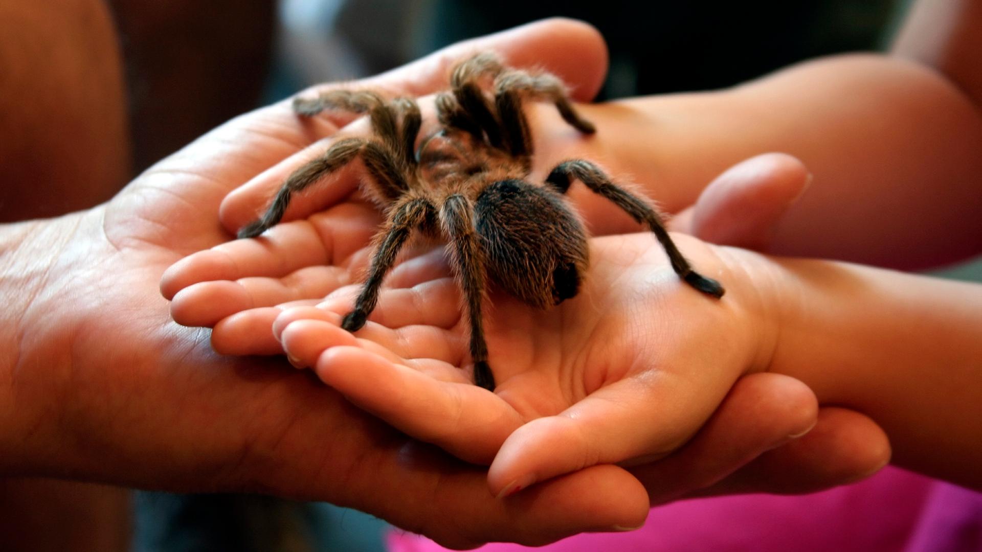 Eine riesige Spinne in den Händen eines Kindes - in einem Museum Eine riesige Spinne in den Händen eines Kindes - in einem Museum