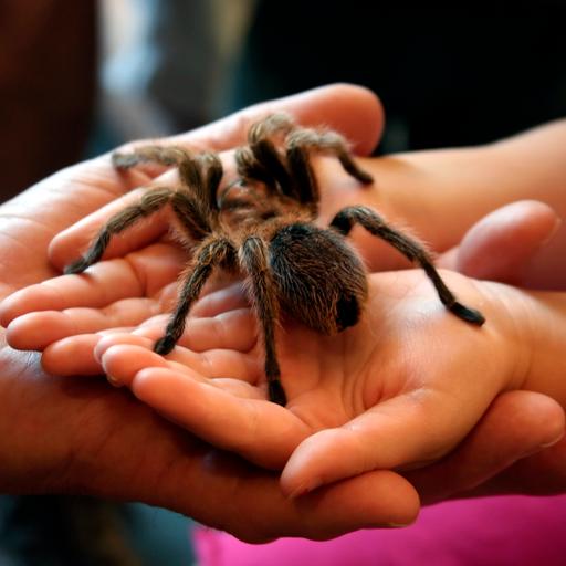 Eine riesige Spinne in den Händen eines Kindes - in einem Museum