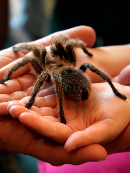 Eine riesige Spinne in den Händen eines Kindes - in einem Museum