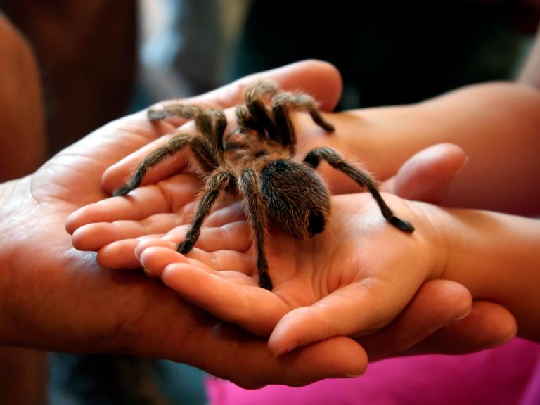 Eine riesige Spinne in den Händen eines Kindes - in einem Museum