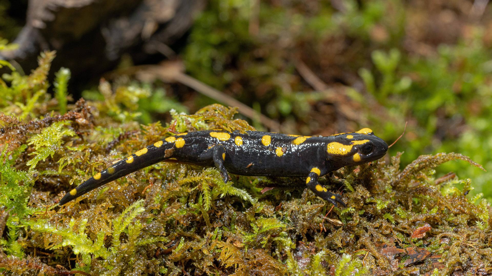 Ein Feuersalamander (Salamandra salamandra) bewegt sich in Bayern auf Moos. Er hat gelbe Flecken auf seinem Körper.