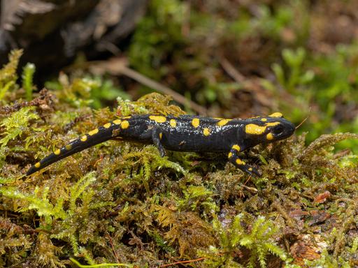 Ein Feuersalamander (Salamandra salamandra) bewegt sich in Bayern auf Moos. Er hat gelbe Flecken auf seinem Körper.