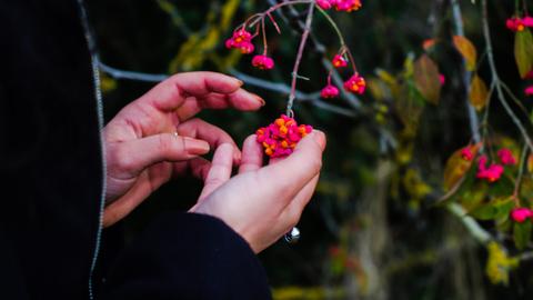 Nahaufnahme der Hände einer Frau, die Blüten an einem Strauch anfasst. Nahaufnahme der Hände einer Frau, die Blüten an einem Strauch anfasst.