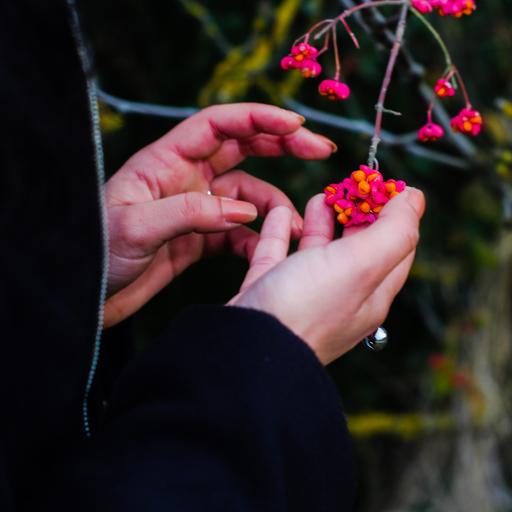 Nahaufnahme der Hände einer Frau, die Blüten an einem Strauch anfasst.