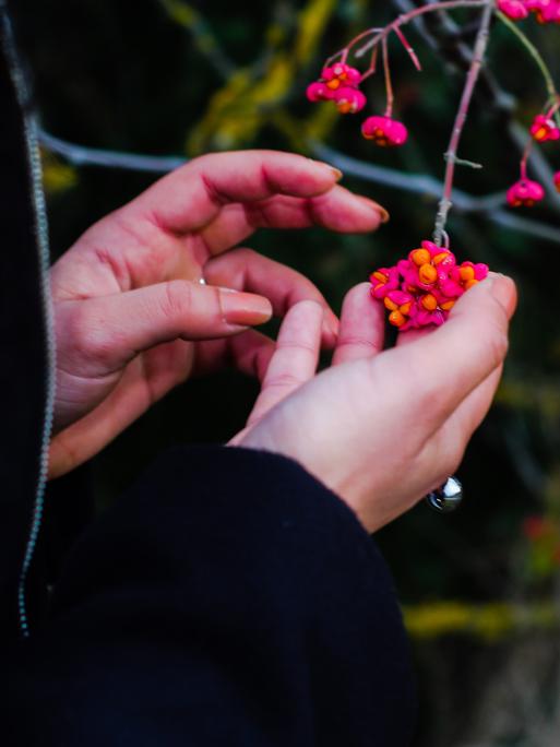 Nahaufnahme der Hände einer Frau, die Blüten an einem Strauch anfasst.