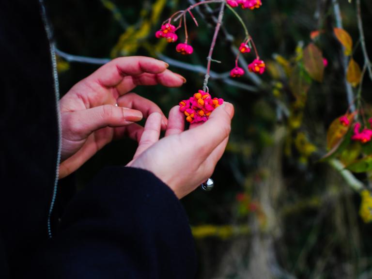 Nahaufnahme der Hände einer Frau, die Blüten an einem Strauch anfasst.