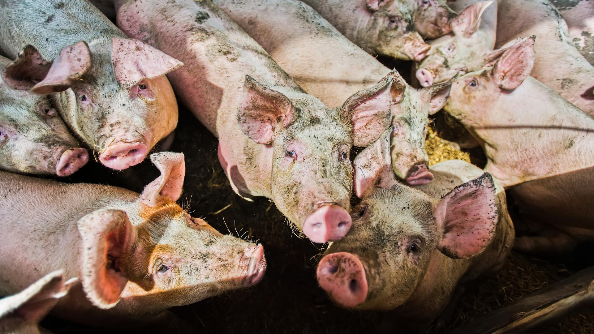 Eine Gruppe Schweine schaut in die Kamera, ihr Fell ist an vielen Stellen verdreckt.