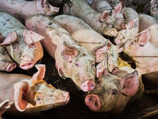 Eine Gruppe Schweine schaut in die Kamera, ihr Fell ist an vielen Stellen verdreckt.