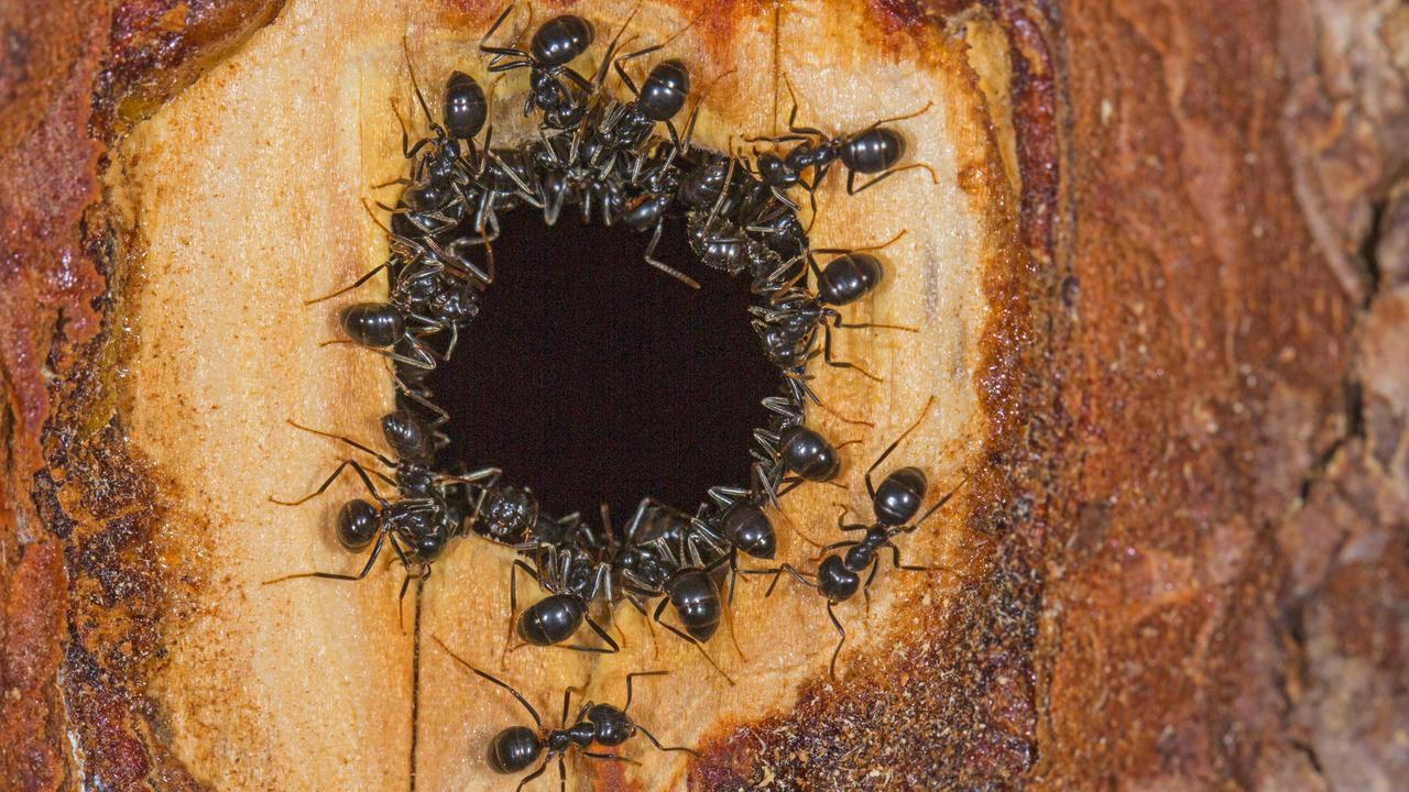 Mehrere glänzen-schwarze Ameisen sitzen um ein Loch, das ein Specht in einen Baumstamm geschlagen hat. 