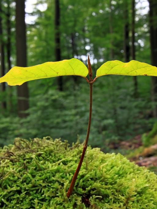 Buchenkeimling steht auf einem Moospolster im Wald Buchenkeimling steht auf einem Moospolster im Wald