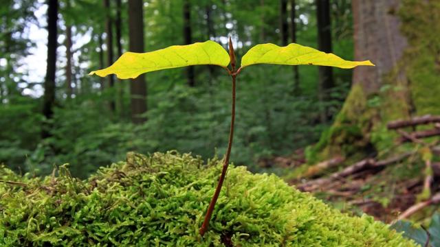 Buchenkeimling steht auf einem Moospolster im Wald 