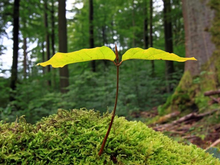 Buchenkeimling steht auf einem Moospolster im Wald Buchenkeimling steht auf einem Moospolster im Wald