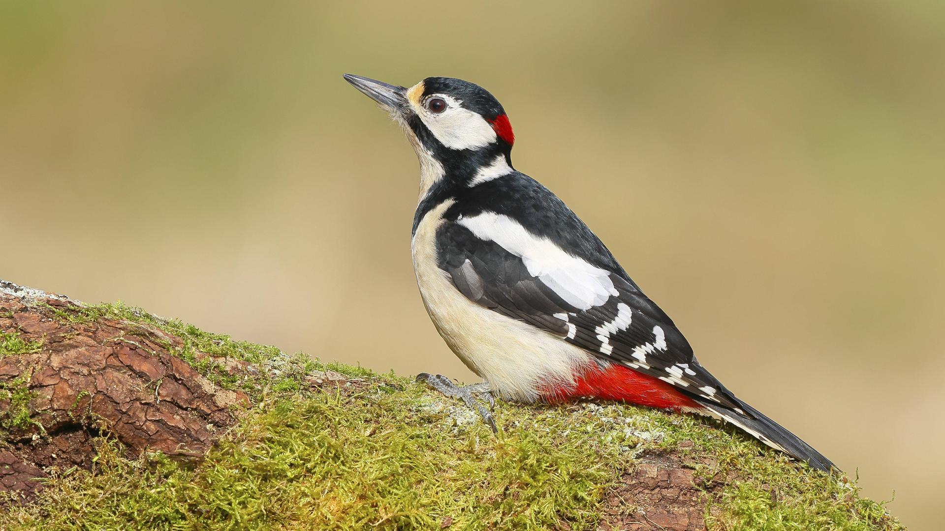 Ein Buntspecht sitzt auf einem mit Moos bedeckten Ast.