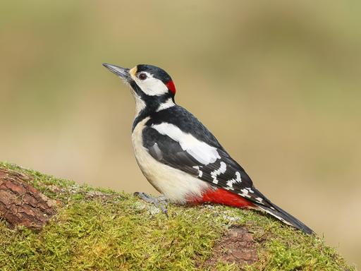 Ein Buntspecht sitzt auf einem mit Moos bedeckten Ast.
