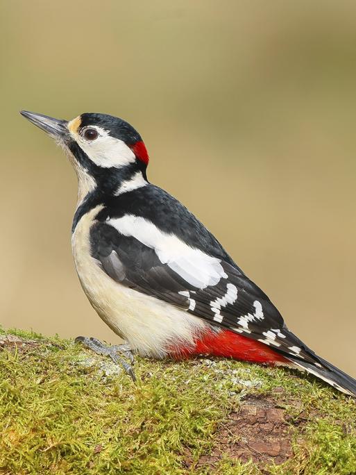 Ein Buntspecht sitzt auf einem mit Moos bedeckten Ast.