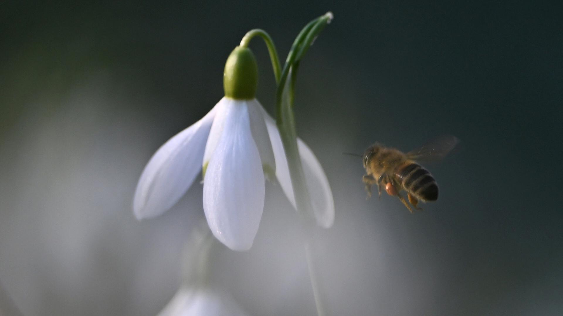 Eine Biene nähert sich einer Blüte