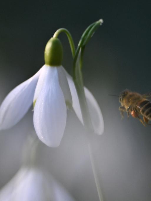 Eine Biene nähert sich einer Blüte