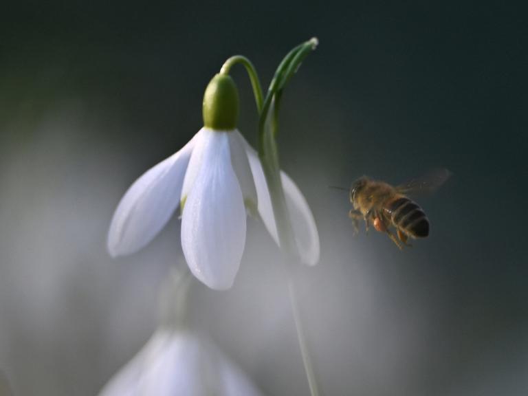 Eine Biene nähert sich einer Blüte