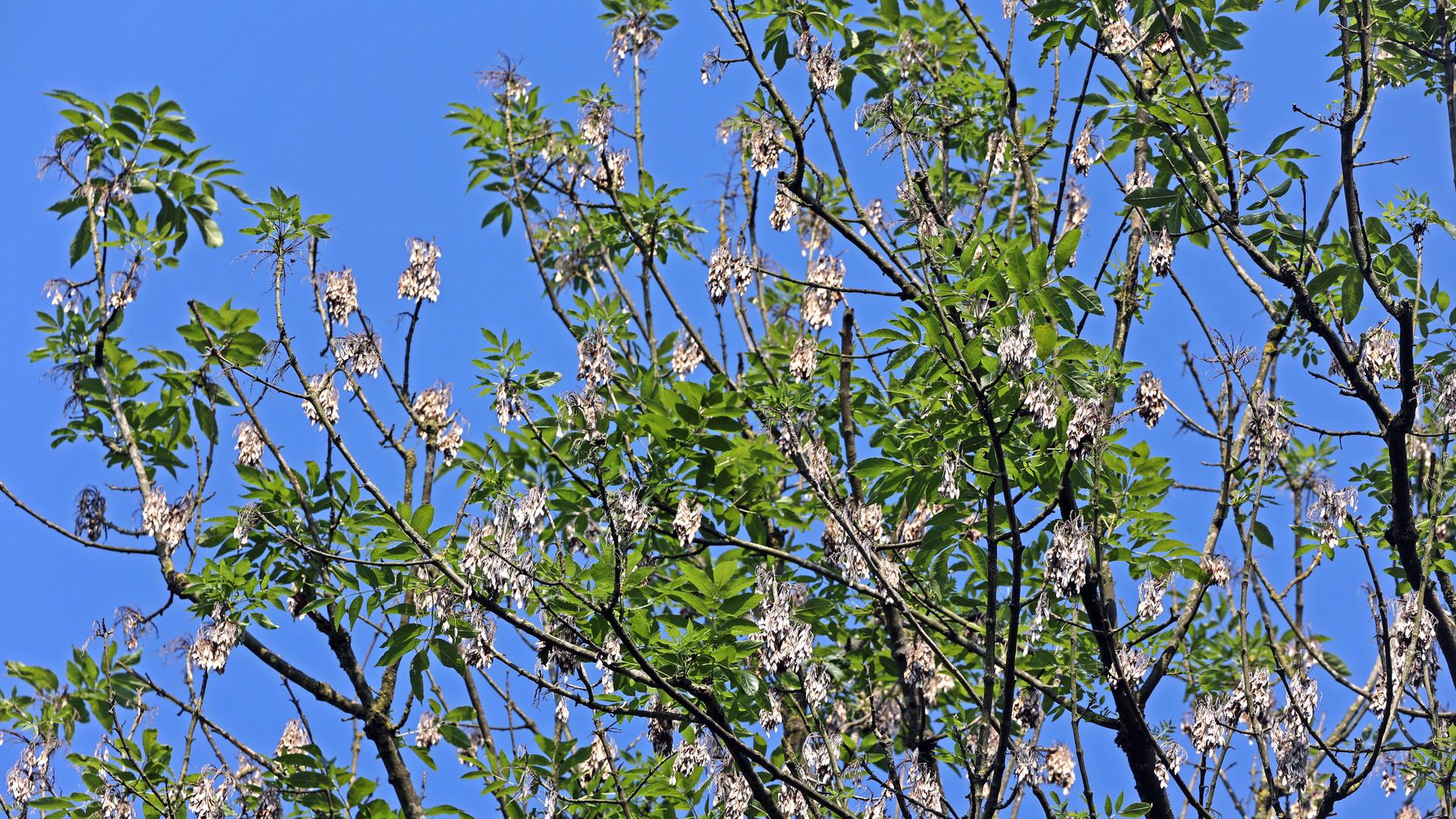Äste einer Esche fotografiert vor blauem Himmel. Das Laub ist nicht mehr dicht und die Blätter hängen schlaff von den Ästen Äste einer Esche fotografiert vor blauem Himmel. Das Laub ist nicht mehr dicht und die Blätter hängen schlaff von den Ästen