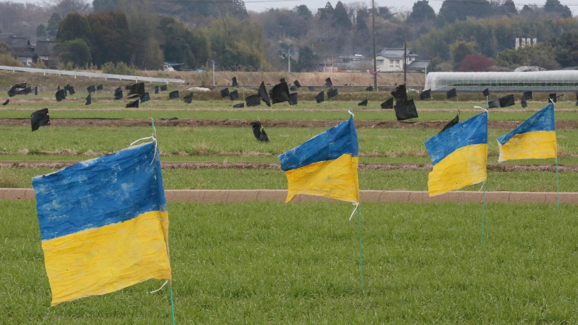 Im Hintergrund wehen schwarze, im Vordergrund vier ukrainische Fahnen auf einem Feld in der Gegend von Kashima in der Ukraine, um Vögel vom frisch gesäten Getreide abzuhalten.