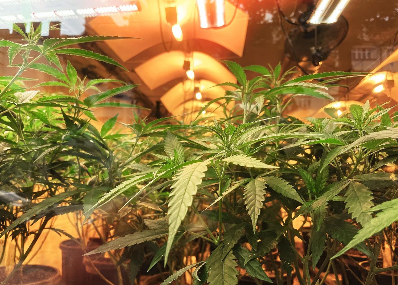 Anbau von medizinischem Cannabis unter LED- und UV-Lampen. Rund 70 Mitarbeiter beschäftigt DEMECAN, Produzent von medizinischem Cannabis.