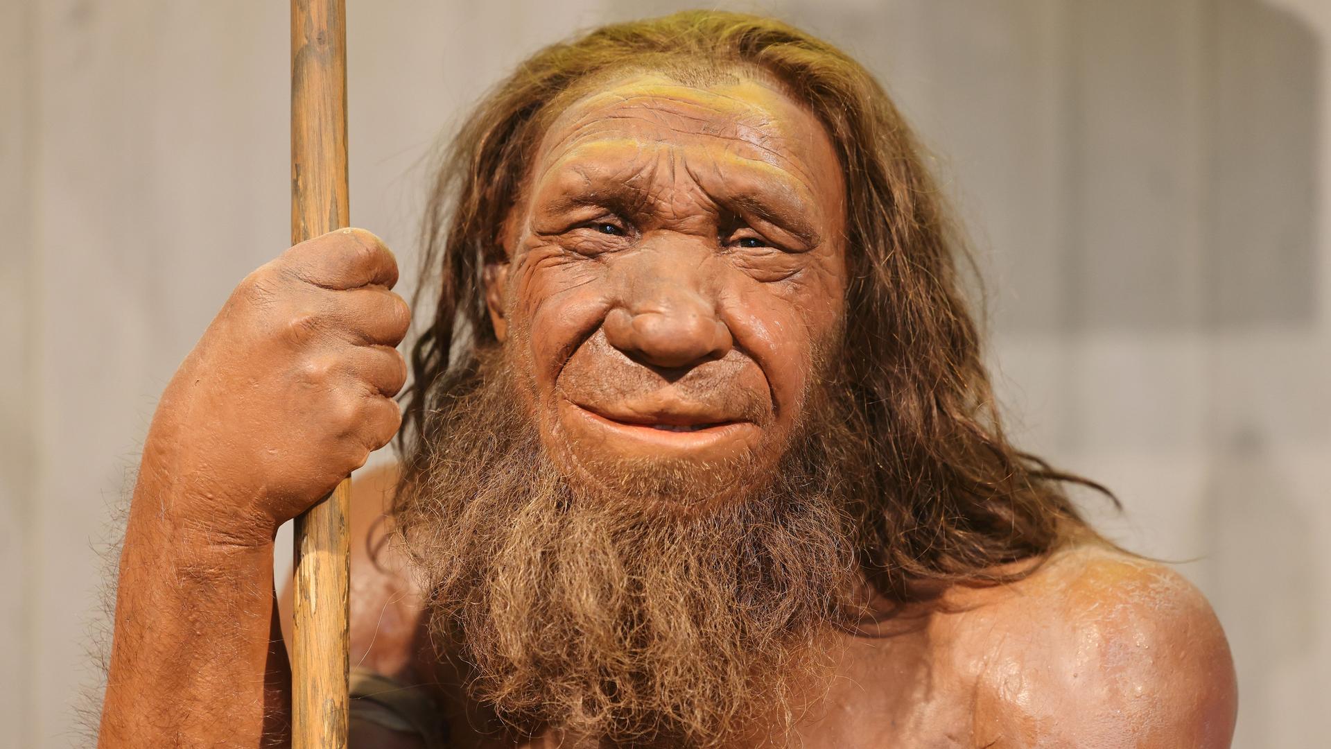 Die Nachbildung eines Neandertalers steht im Neanderthal Museum in Mettmann Die Nachbildung eines Neandertalers steht im Neanderthal Museum in Mettmann