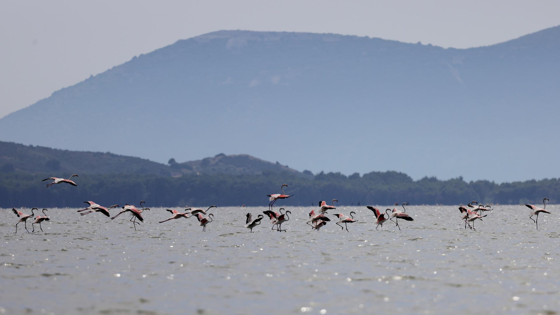 Flamingos in der Narta-Lagune in Albanien. im Hintergrund sind Berge zu sehen. 