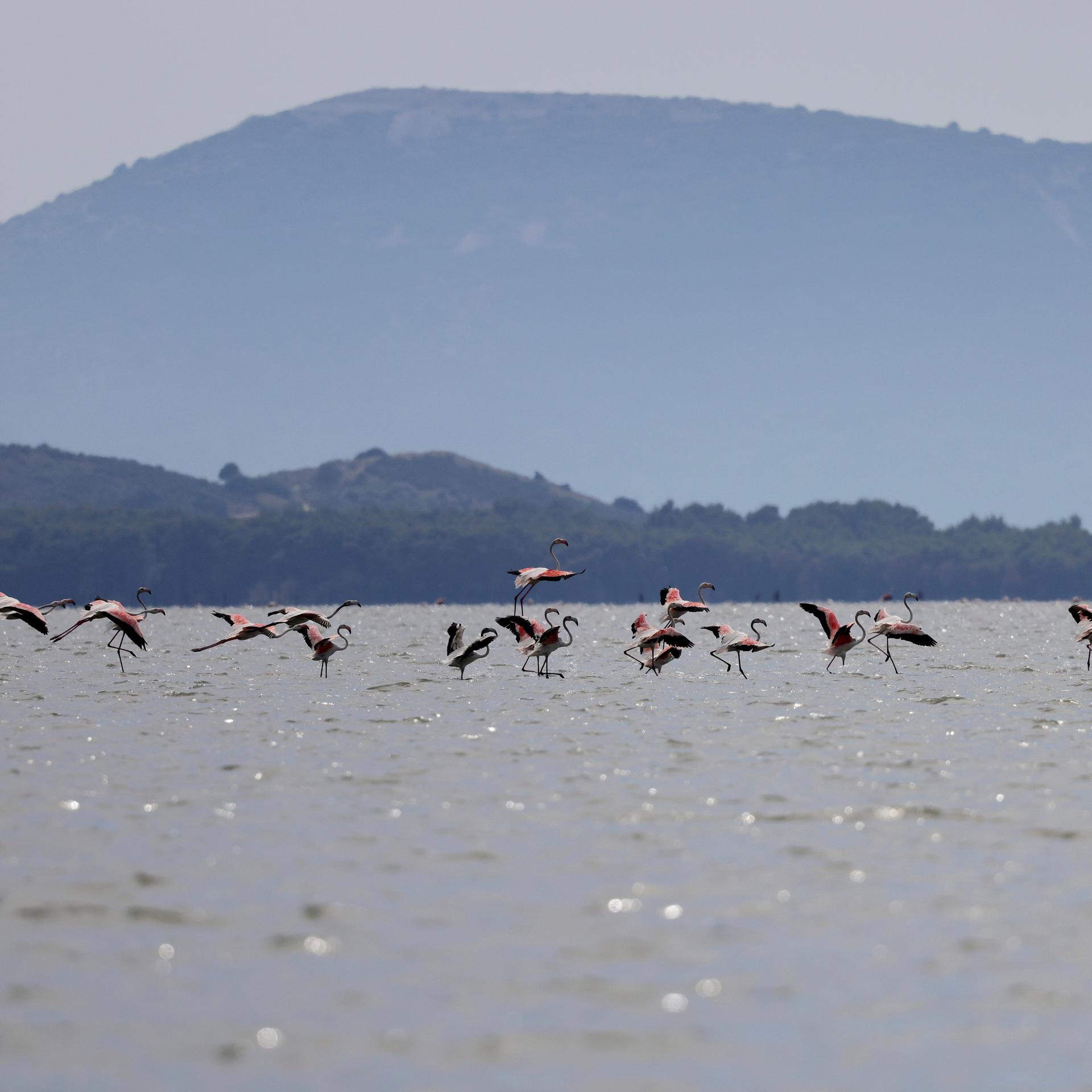 Flamingos in der Narta-Lagune in Albanien. im Hintergrund sind Berge zu sehen. 