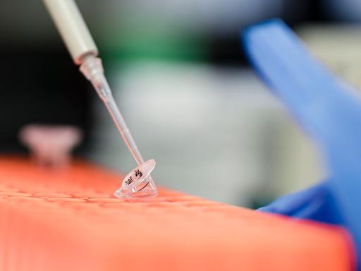 In einem Labor wird mit einer Pipette eine Flüssigkeit in ein Plastikröhrchen gegeben.