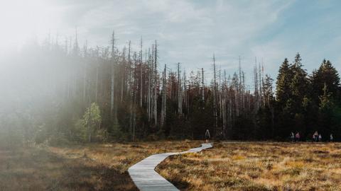 Ein Weg schlängelt sich durch das Torfhausmoor im Harz.